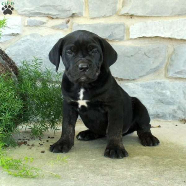 Rowdy, Cane Corso Puppy