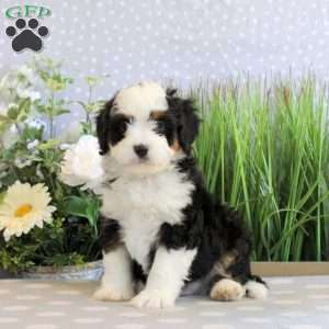 Rowdy, Mini Bernedoodle Puppy