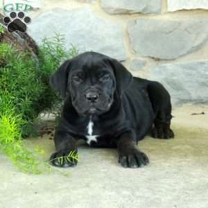 Rowdy, Cane Corso Puppy