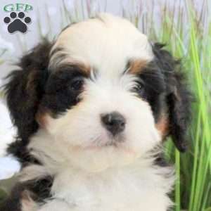 Rowdy, Mini Bernedoodle Puppy