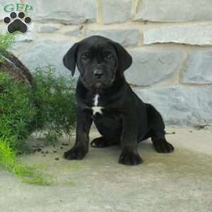 Rowdy, Cane Corso Puppy