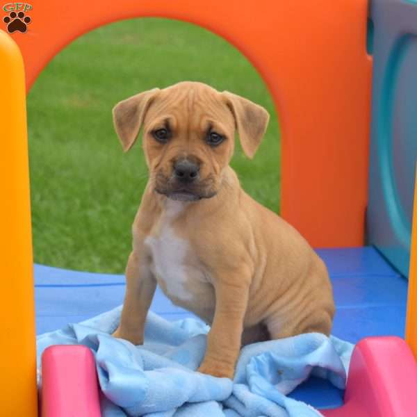 Roxy, American Bully Puppy