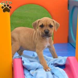 Roxy, American Bully Puppy