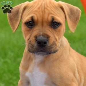 Roxy, American Bully Puppy
