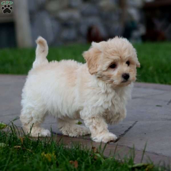 Roxy, Maltipoo Puppy