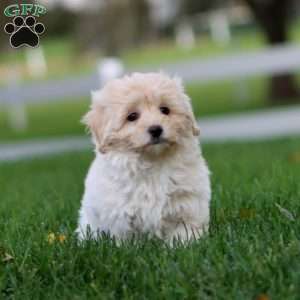 Roxy, Maltipoo Puppy