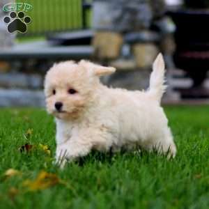 Roxy, Maltipoo Puppy
