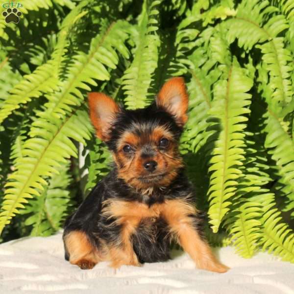 Rubble, Yorkie Puppy