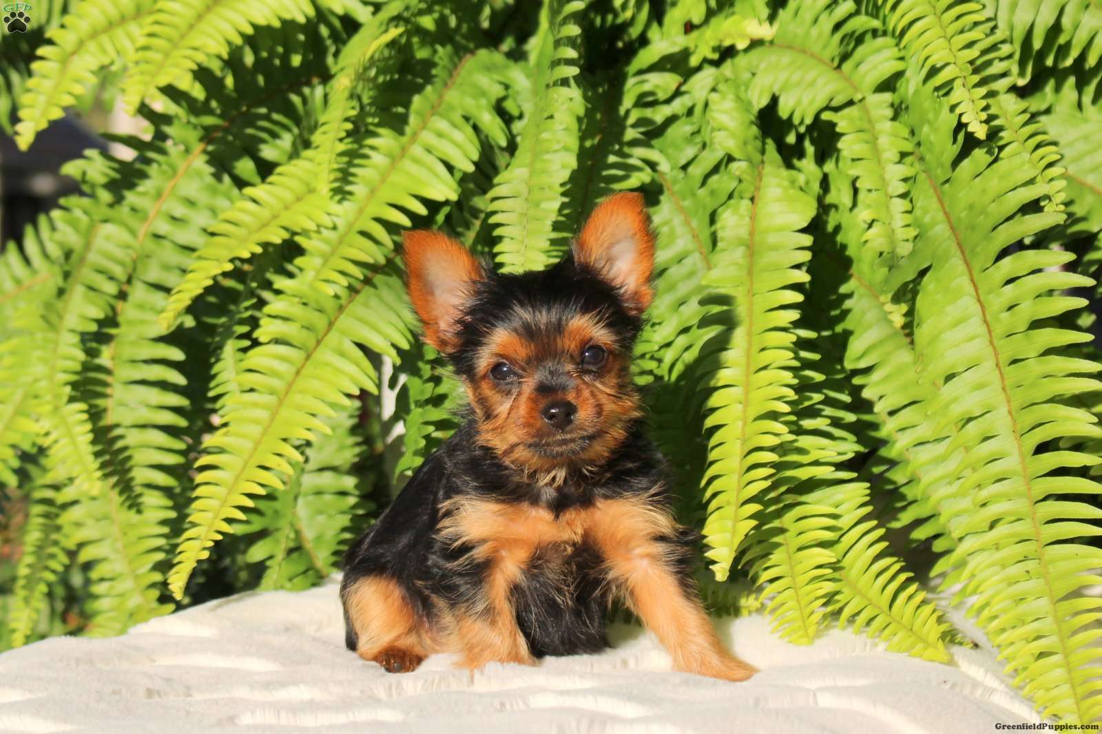 Rubble (Yorkshire Terrier, Male) in Strasburg, PA