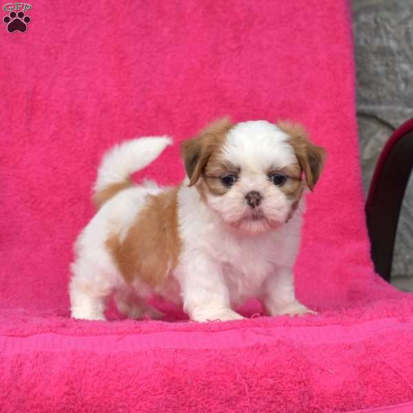 Rubble, Shih Tzu Puppy