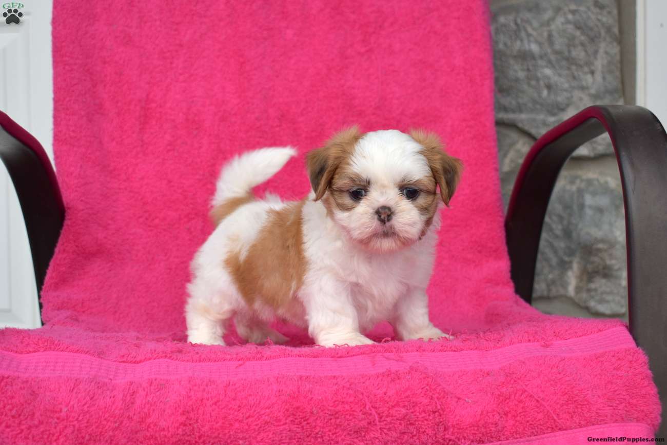 Rubble (Shih Tzu, Male) in Ronks, PA