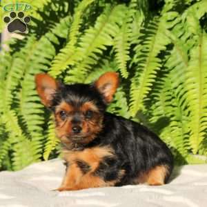 Rubble, Yorkie Puppy