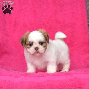 Rubble, Shih Tzu Puppy