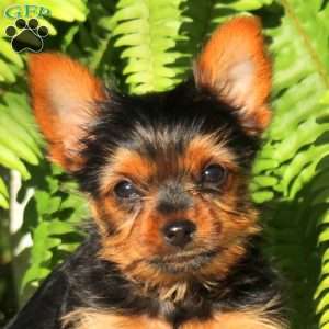 Rubble, Yorkie Puppy