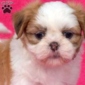 Rubble, Shih Tzu Puppy