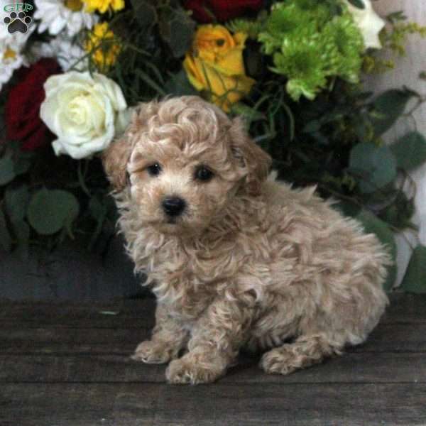 Ruben, Maltipoo Puppy