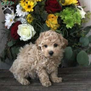 Ruben, Maltipoo Puppy