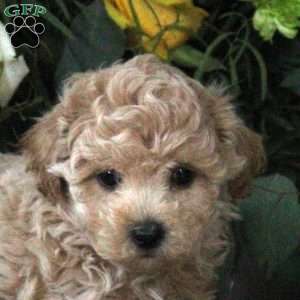 Ruben, Maltipoo Puppy