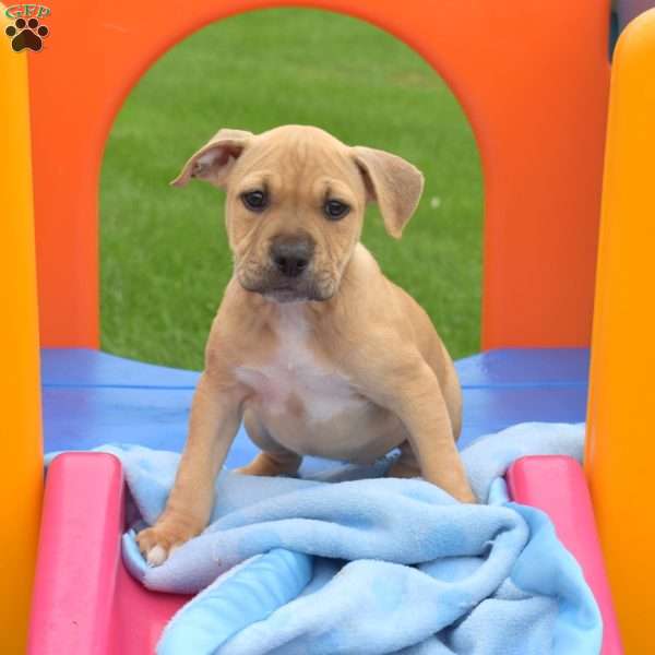Ruby, American Bully Puppy