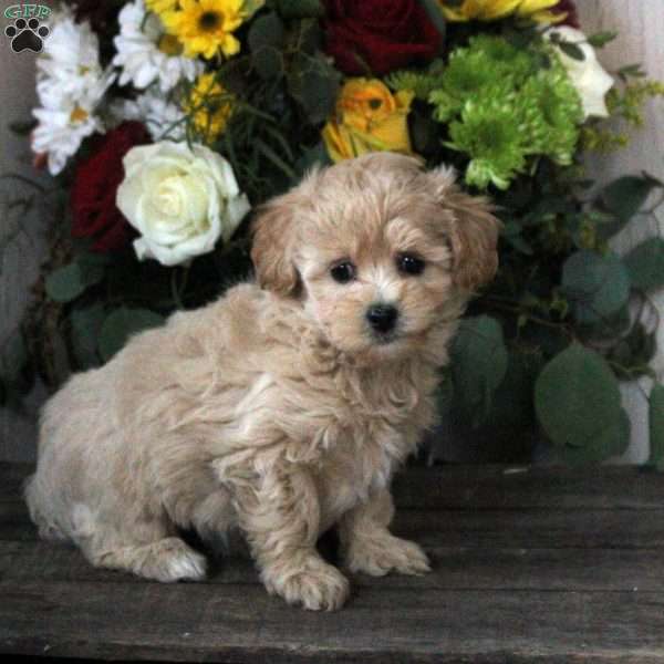 Ruby, Maltipoo Puppy