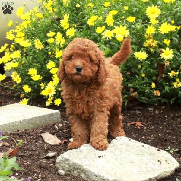 Ruby, Miniature Poodle Puppy