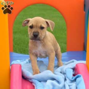 Ruby, American Bully Puppy