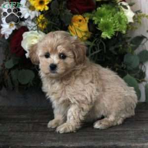 Ruby, Maltipoo Puppy