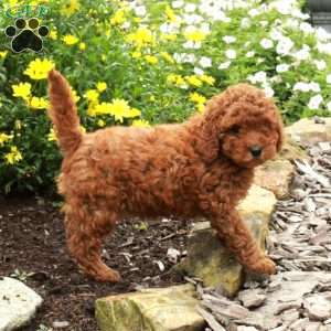 Ruby, Miniature Poodle Puppy