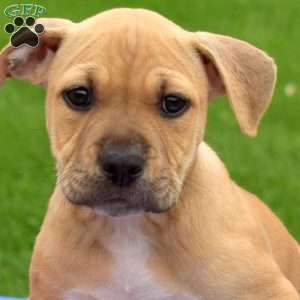 Ruby, American Bully Puppy