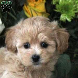 Ruby, Maltipoo Puppy
