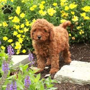 Ruby, Miniature Poodle Puppy