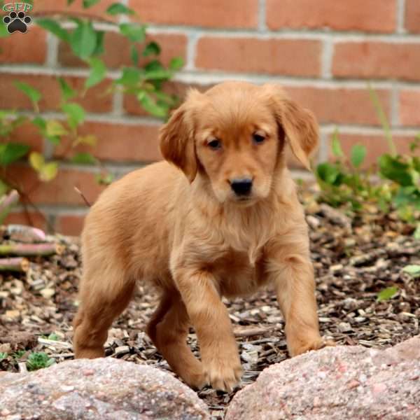 Ruby, Golden Retriever Puppy
