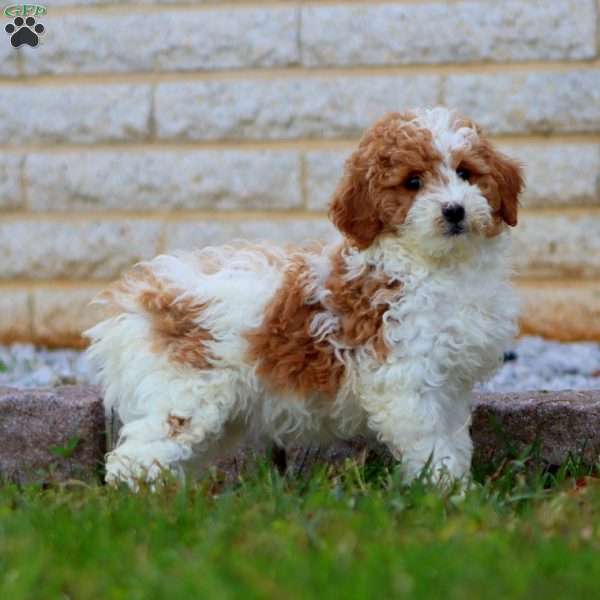 Ruby, Mini Goldendoodle Puppy