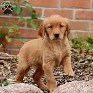 Ruby, Golden Retriever Puppy