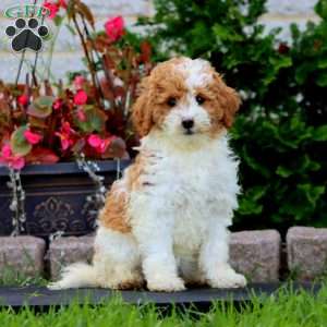 Ruby, Mini Goldendoodle Puppy