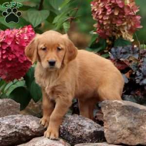 Ruby, Golden Retriever Puppy