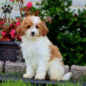 Ruby, Mini Goldendoodle Puppy