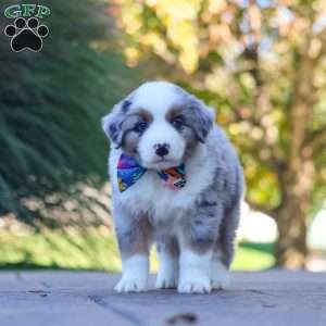 Ruckus, Miniature Australian Shepherd Puppy