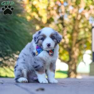 Ruckus, Miniature Australian Shepherd Puppy