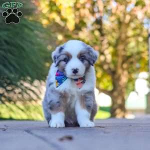 Ruckus, Miniature Australian Shepherd Puppy
