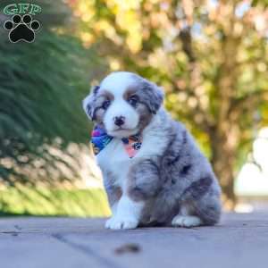 Ruckus, Miniature Australian Shepherd Puppy