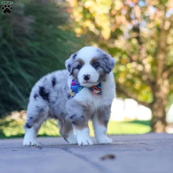 Ruckus, Miniature Australian Shepherd Puppy