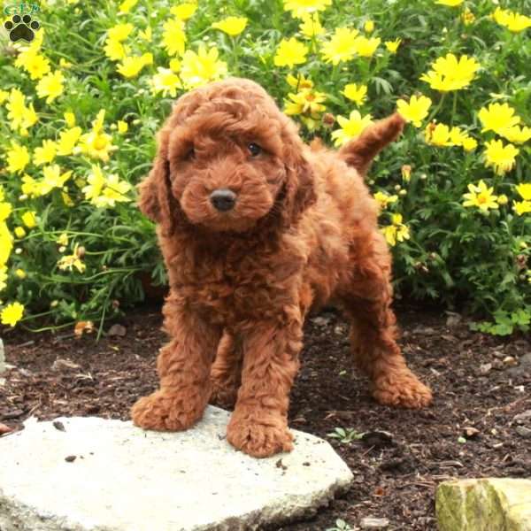 Rudy, Miniature Poodle Puppy