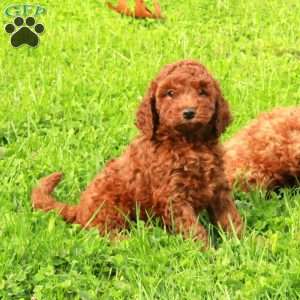 Rudy, Miniature Poodle Puppy