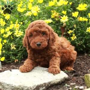 Rudy, Miniature Poodle Puppy
