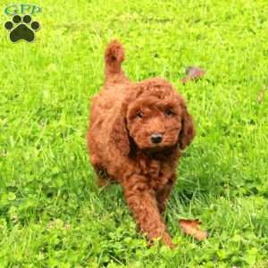 Rudy, Miniature Poodle Puppy