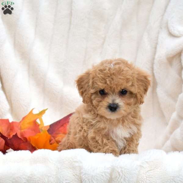 Ruffles, Bich-Poo Puppy
