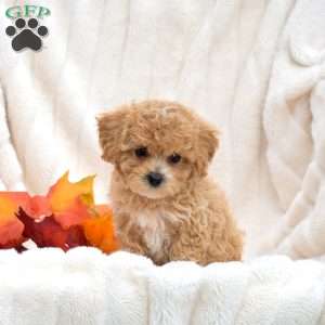 Ruffles, Bich-Poo Puppy