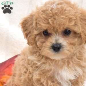 Ruffles, Bich-Poo Puppy