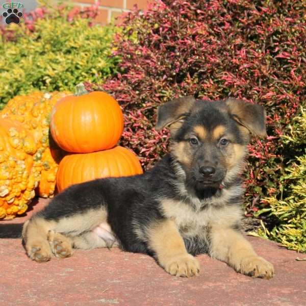 Rustle, German Shepherd Puppy